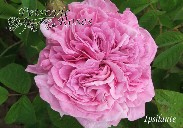 IPSILANTE - GALLICA ROSES