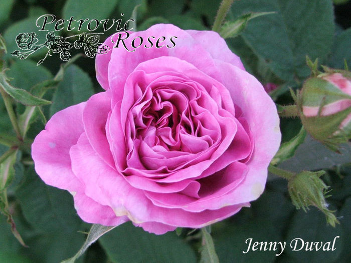 JENNY DUVAL - GALLICA ROSES