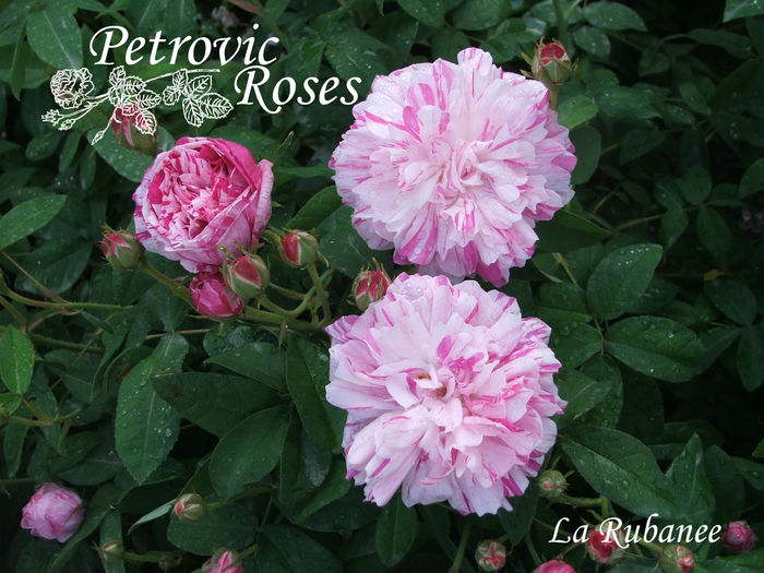 La Rubanee - GALLICA ROSES