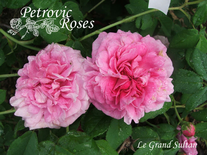 Le Grand Sultan - GALLICA ROSES