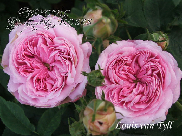 LOUIS VAN TYLL - GALLICA ROSES