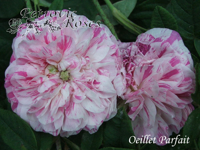 OEILLET PARFAIT - GALLICA ROSES