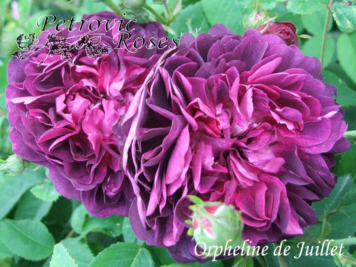 ORPHELINE DE JUILLET - GALLICA ROSES