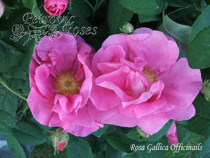 ROSA GALLICA OFFICINALIS - GALLICA ROSES