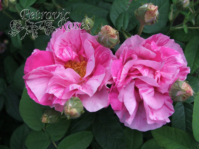 ROSA GALLICA VERSICOLOR - GALLICA ROSES