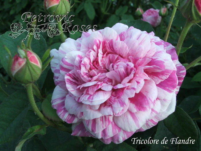 TRICOLORE DE FLANDRE - GALLICA ROSES