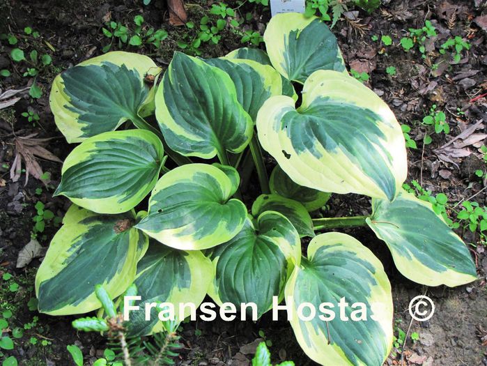 Christmas Tree - Hostas