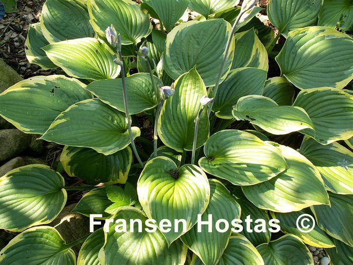 Fortunei aureomarginata - Hostas