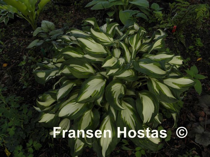 Undulata Mediovariegata - Hostas