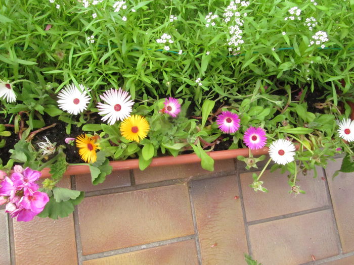 in balcon - Diverse 2 - Gradina cu flori