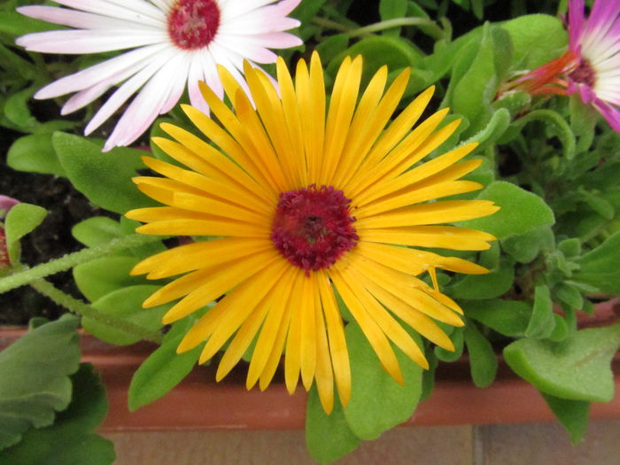  - Diverse 2 - Gradina cu flori