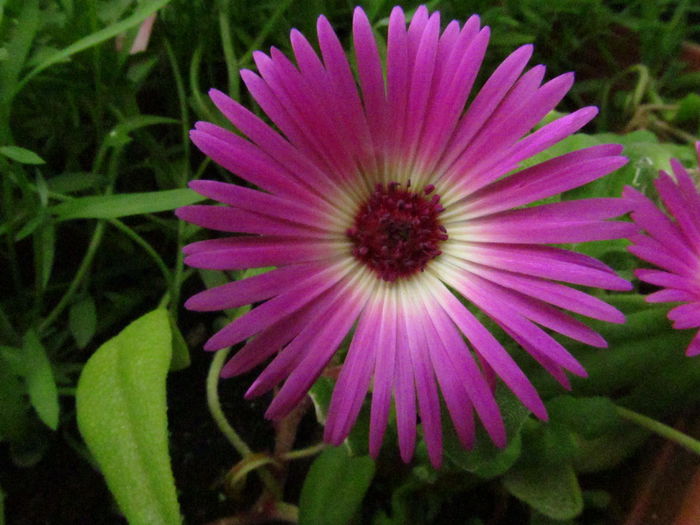  - Diverse 2 - Gradina cu flori