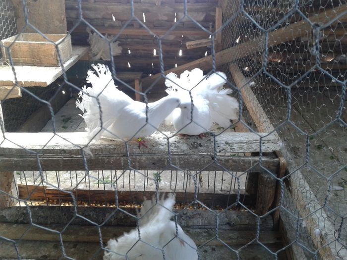 20140721_171454 - PORUMBEI VANDUTI