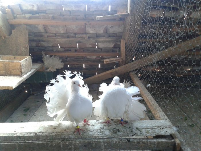 20140721_171510 - PORUMBEI VANDUTI