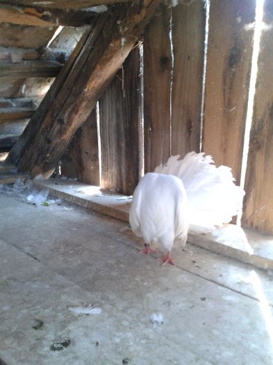 20140721_172118 - PORUMBEI VANDUTI