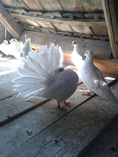 20140721_172425 - PORUMBEI VANDUTI