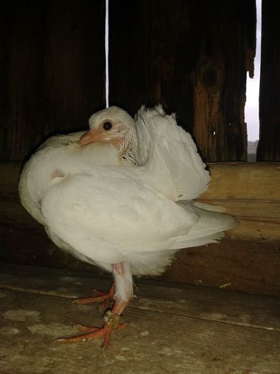 20140718_170821 - PORUMBEI VANDUTI