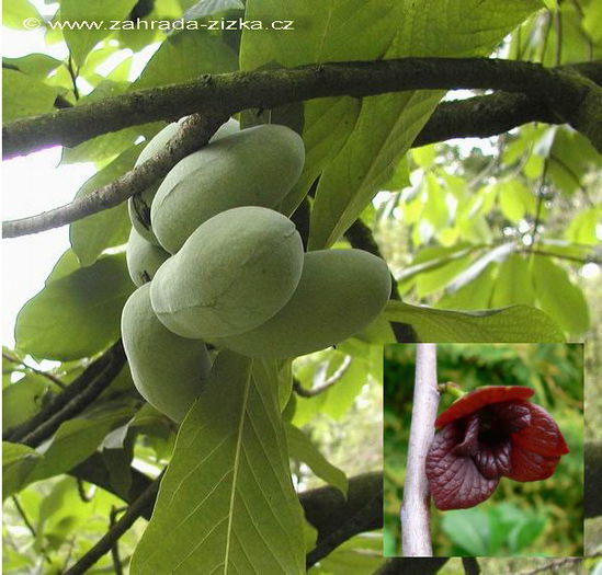 asiminatriloba.overleese -altoit