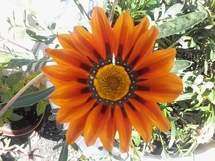 20140705_105533 - Gazania