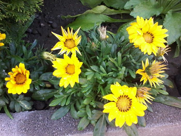 20140720_183529 - Gazania