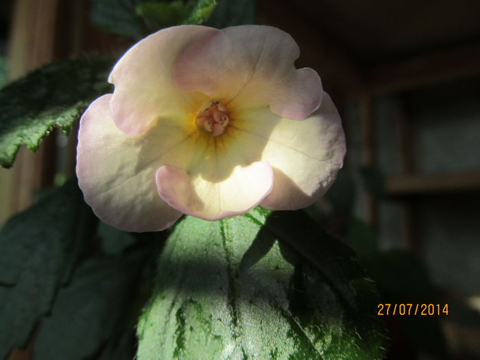 Golden lady - ACHIMENES 2014