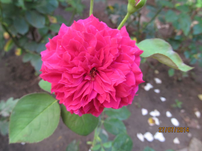 IMG_1658 - TRANDAFIRI 2014