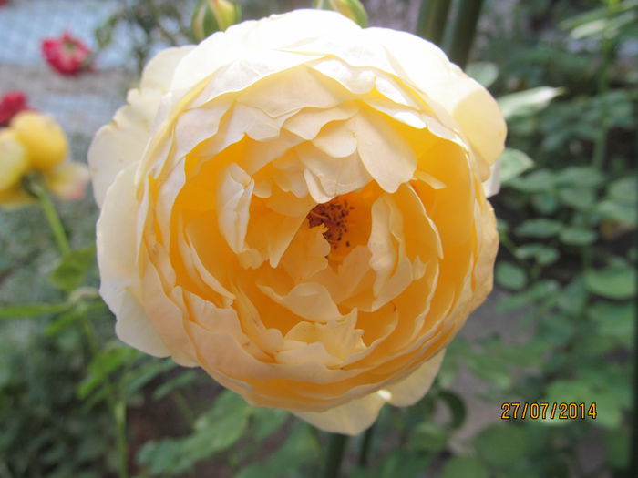 IMG_1657 - TRANDAFIRI 2014