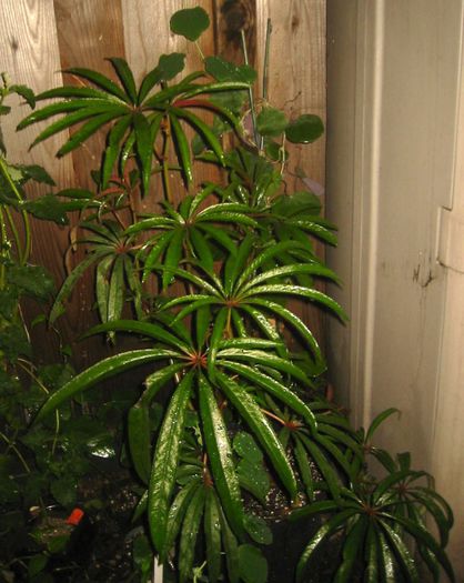 Begonia luxurians