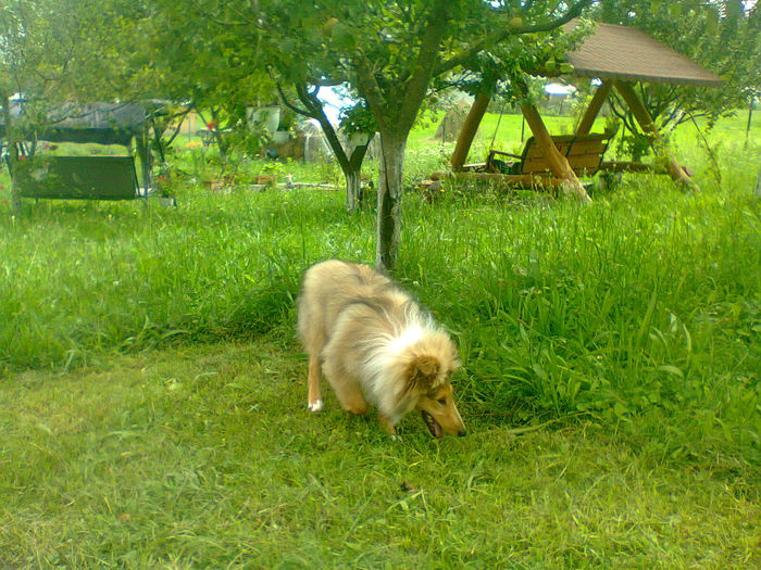 Fotografie1572 - Lassie Collie Rough