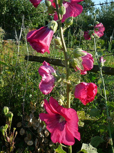 P1230871 - Nalba de gradina - Althaea rosea