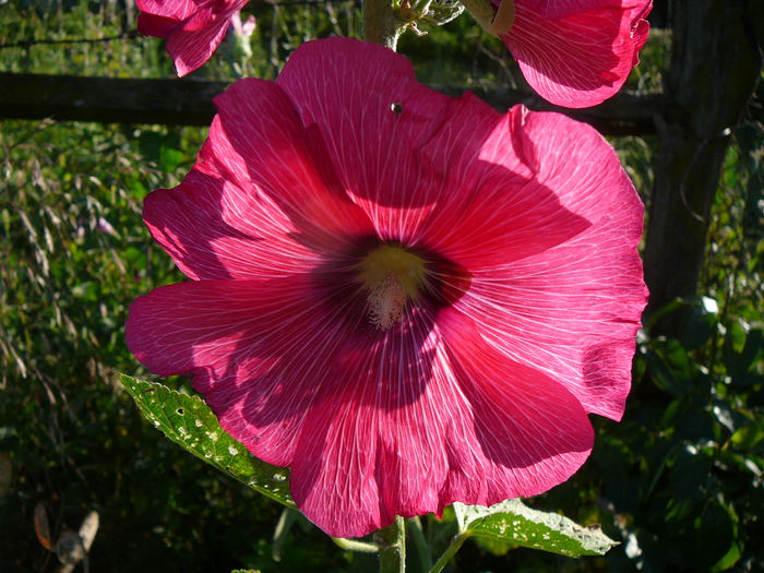 P1230872 - Nalba de gradina - Althaea rosea