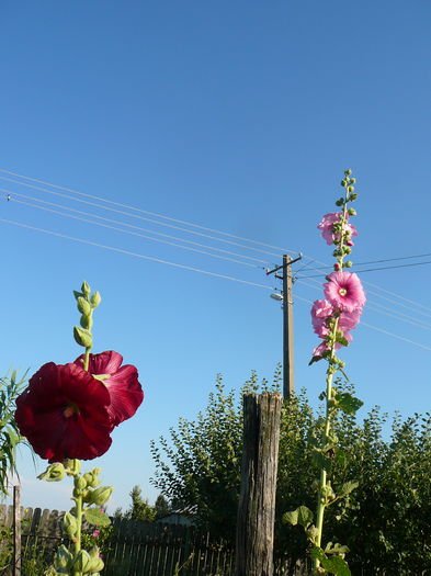 P1230874 - Nalba de gradina - Althaea rosea