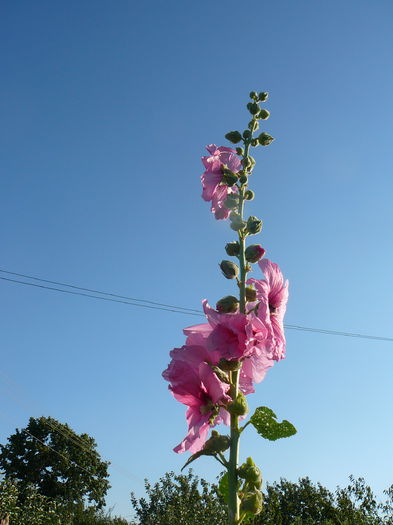 P1230875 - Nalba de gradina - Althaea rosea