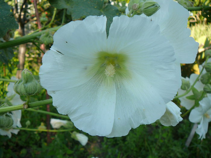 P1230884 - Nalba de gradina - Althaea rosea