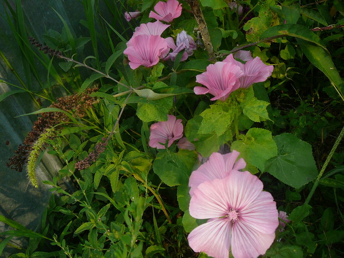 P1230895 - Nalba de gradina - Althaea rosea