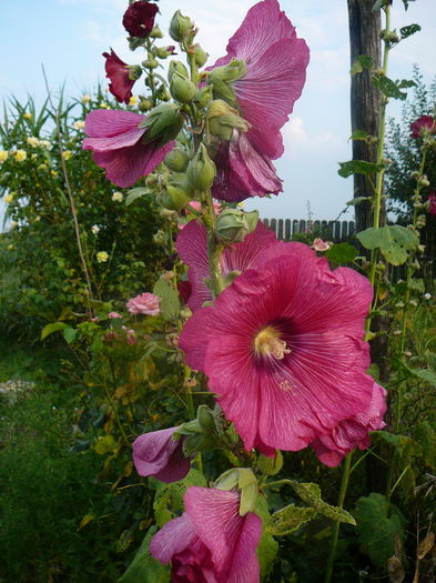 P1230906 - Nalba de gradina - Althaea rosea