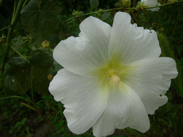 P1230929 - Nalba de gradina - Althaea rosea