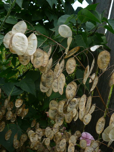 Semnite lunaria - Pana zburatorului-Lunaria Annua