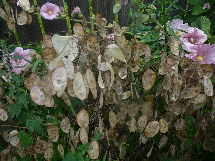 Lunaria seminte - Pana zburatorului-Lunaria Annua