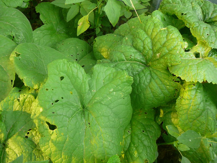 Lunaria in primul an