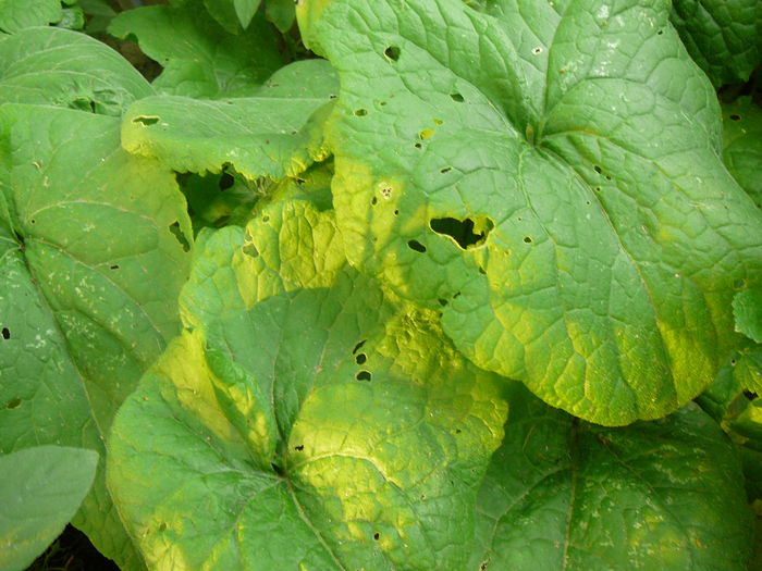 P1230916 - Pana zburatorului-Lunaria Annua