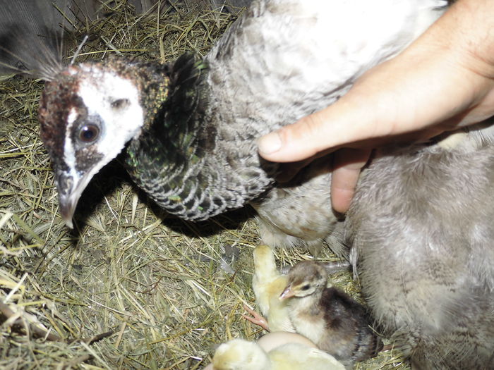 CIMG1417 - poze pentru Marius