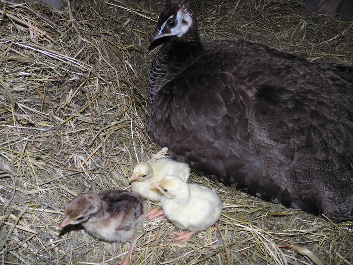 CIMG1419 - poze pentru Marius