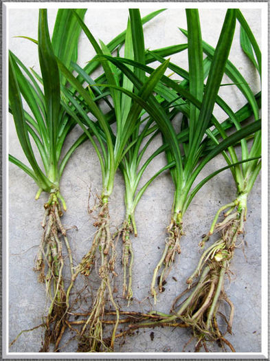 Pandanus amaryllifolius