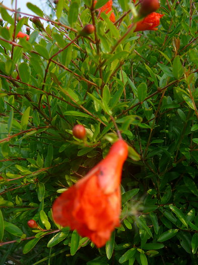 P1230890 - Rodia pitica-Punica granatum nana