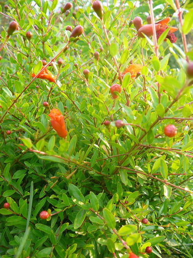 P1230891 - Rodia pitica-Punica granatum nana