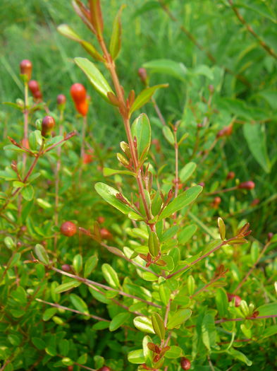 P1230892 - Rodia pitica-Punica granatum nana