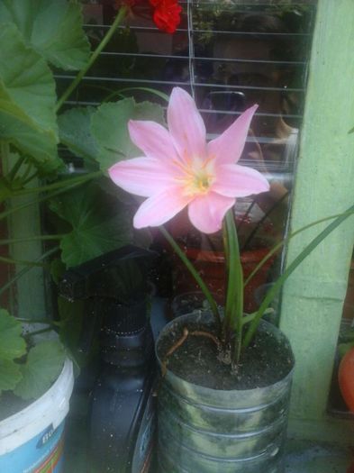 IMG-20140726-WA0014 - iulie  2014