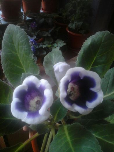 IMG-20140726-WA0004 - gloxinii