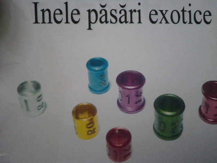  - F1- inele pasari exotice